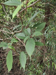 Ficus heteromorpha