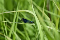 Calopteryx splendens