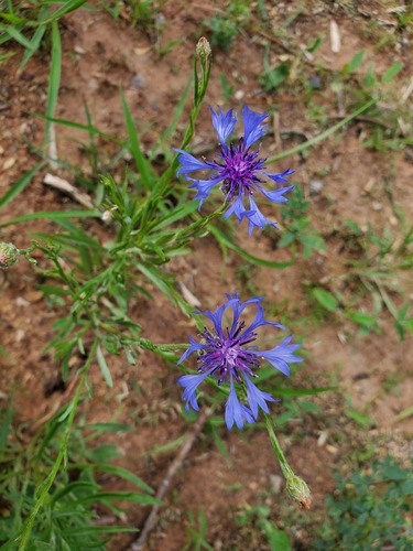 Cornflower