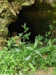 Achyranthes longifolia