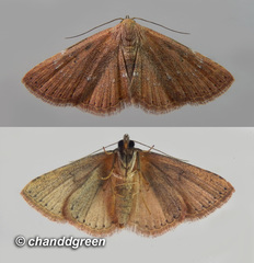 Cerynea punctilinealis