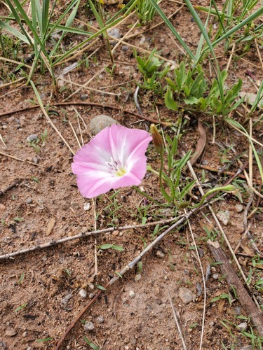 field bindweed