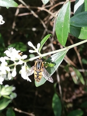 Helophilus pendulus