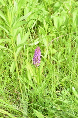 Dactylorhiza incarnata