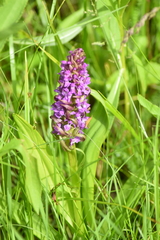 Dactylorhiza incarnata