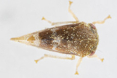 Cyrtolobus maculifrontis