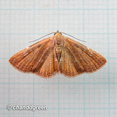 Cerynea punctilinealis