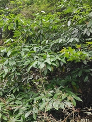 Machilus leptophylla