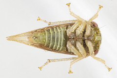 Cyrtolobus maculifrontis