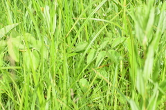 Pimpinella saxifraga