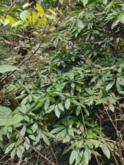 Machilus leptophylla