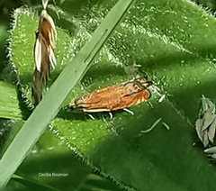 Lathronympha
