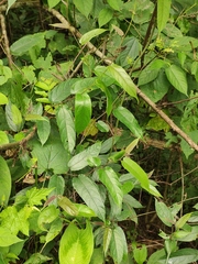 Broussonetia kaempferi