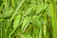 Pimpinella saxifraga