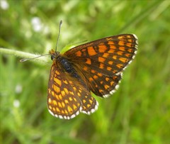 Melitaea aurelia