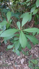 Ardisia squamulosa