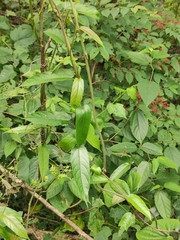 Broussonetia kaempferi