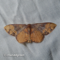 Metallaxis semipurpurascens