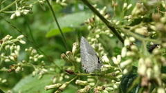Strephonota tephraeus