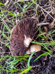Agaricus incultorum