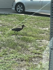 Plegadis falcinellus