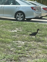 Plegadis falcinellus