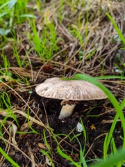 Agaricus incultorum