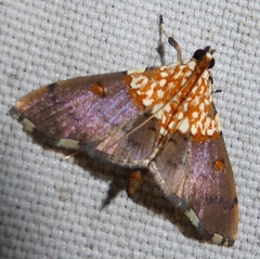 Agrotera basinotata