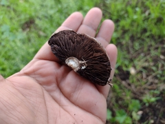 Agaricus incultorum