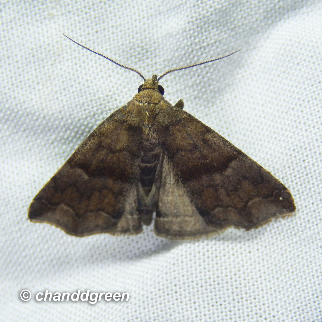 Hipoepa fractalis