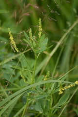 Melilotus officinalis