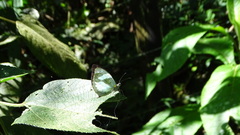 Dismorphia crisia foedora