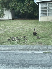 Cairina moschata domestica