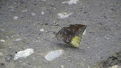 Lieinix nemesis nemesis