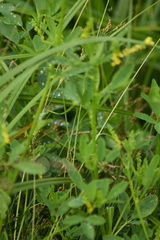 Melilotus officinalis