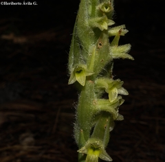 Dichromanthus michuacanus