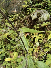 Oldenlandia mellii