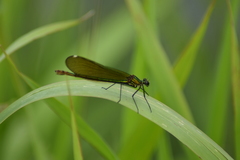 Calopteryx splendens