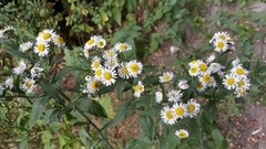 Erigeron annuus