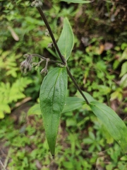 Oldenlandia mellii
