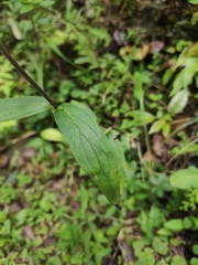 Oldenlandia mellii