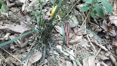 Ophiopogoneae