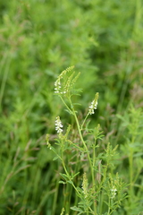 Melilotus albus