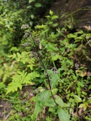 Oldenlandia mellii