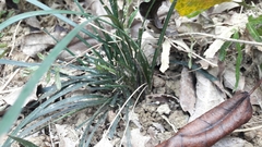 Ophiopogoneae