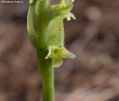 Dichromanthus michuacanus