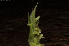 Dichromanthus michuacanus