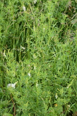 Melilotus albus