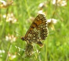 Melitaea aurelia