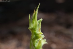 Dichromanthus michuacanus